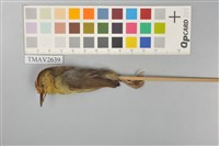 藏品(山紅頭)的圖片